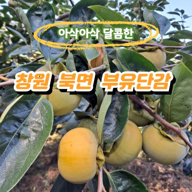 달콤 아삭 부유 단감